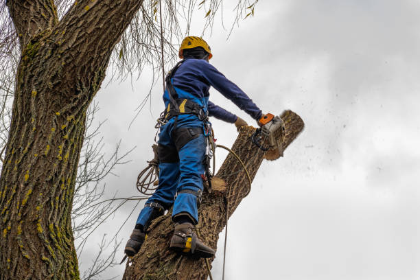 Trusted Vinings, GA Tree Removal Experts