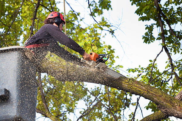 Best Lawn Watering Services  in Vinings, GA